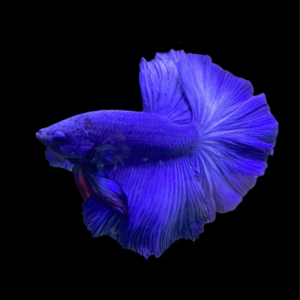 HALFMOON BLUE BETTA FISH (MALE)