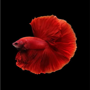 HALFMOON RED BETTA FISH