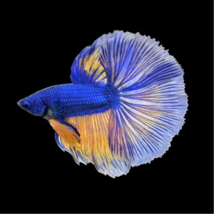 HALFMOON MUSTARD GAS BETTA FISH (MALE)