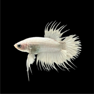 HALFMOON WHITE BETTA FISH (MALE)
